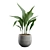 Glossy Cast Iron Plant Pack 3D model small image 6