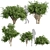 Pittosporum Hosmerit Shrub Outdoor Model 3D model small image 1