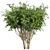 Pittosporum Hosmerit Shrub Outdoor Model 3D model small image 2