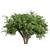 Pittosporum Hosmerit Shrub Outdoor Model 3D model small image 3