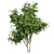 Pittosporum Hosmerit Shrub Outdoor Model 3D model small image 4