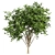 Pittosporum Hosmerit Shrub Outdoor Model 3D model small image 5