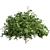 Pittosporum Hosmerit Shrub Outdoor Model 3D model small image 6