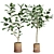 Impressive Ficus Audrey Banyan Tree 3D model small image 1