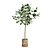 Impressive Ficus Audrey Banyan Tree 3D model small image 4