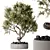 Ficus Retusa Bonsai Tree Model 3D model small image 1