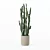 Sculptural Euphorbia Candelabrum 3D Model 3D model small image 5