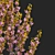 Kanzan Cherry Blossom Multi-Stem 3D model small image 4