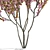 Kanzan Cherry Blossom Multi-Stem 3D model small image 13