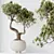 Ginseng Ficus Bonsai Tree Kit 3D model small image 3