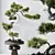 Five-Needle Pine Bonsai Tree 3D model small image 3