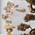 Five-Needle Pine Bonsai Tree 3D model small image 5