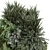 Lush Outdoor Plants Bush Collection 3D model small image 5