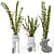 Zamioculcas Zamiifolia Perennial Plant 3D model small image 1