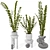 Zamioculcas Zamiifolia Perennial Plant 3D model small image 8