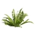 Quality Shrub Lady Fern 3D 3D model small image 5