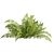 Quality Shrub Lady Fern 3D 3D model small image 6