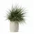 Diverse Grass Plants Collection 3D model small image 4