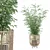 Bamboo Plants Collection 3D Model 3D model small image 1