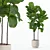 Ficus Lyrata 3D Plants Collection 3D model small image 1