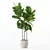 Ficus Lyrata 3D Plants Collection 3D model small image 2