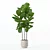 Ficus Lyrata 3D Plants Collection 3D model small image 3