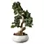 Elegant Bonsai Trio Set 3D model small image 2