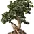 Elegant Bonsai Trio Set 3D model small image 3