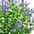 Divaricate Phlox Flower Collection 3D model small image 4