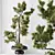 Pine Bonsai Tree 3D Model 3D model small image 2