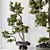 Pine Bonsai Tree 3D Model 3D model small image 3