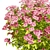 Goldmound Spiraea 3D Foliage Model 3D model small image 3