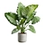 Giant Taro Indoor Houseplant Model 3D model small image 1