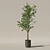 Ficus Benjamina 3D Plant Model 3D model small image 5