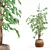 Ficus Benjamina 3D Plant Model 3D model small image 1