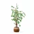 Ficus Benjamina 3D Plant Model 3D model small image 2