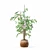 Ficus Benjamina 3D Plant Model 3D model small image 3