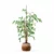 Ficus Benjamina 3D Plant Model 3D model small image 4