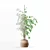 Ficus Benjamina 3D Plant Model 3D model small image 5