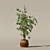 Ficus Benjamina 3D Plant Model 3D model small image 7