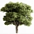  Camphor Tree 300 Set 3D model small image 1