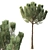 Pinus 4.2м Exterior Pine Tree 3D model small image 1