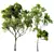 Acer Pseudoplatanus 3D Models Bundle 3D model small image 1