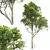 Acer Pseudoplatanus 3D Models Bundle 3D model small image 2
