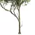 Acer Pseudoplatanus 3D Models Bundle 3D model small image 4
