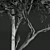 Acer Pseudoplatanus 3D Models Bundle 3D model small image 6