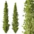 Cedrus Deodara 3D Model Collection 3D model small image 2