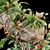 Botanical Greenery Assortment 1046 3D model small image 3