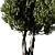 Olive Tree Set14: Detailed 3D Model 3D model small image 2