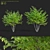 Sugar Maple Multi-Stem Tree Bundle 3D model small image 1